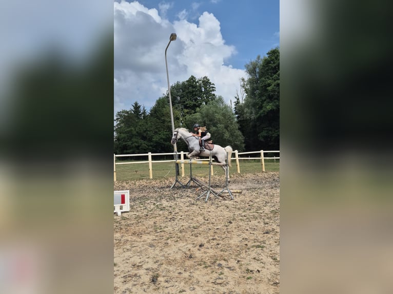 NRPS Mix Stallion 11 years 14,2 hh Grey in Heerlen