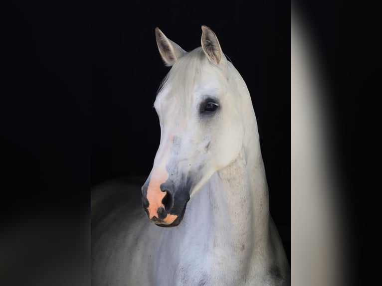 NRPS Mix Stallion 11 years 14,2 hh Grey in Heerlen