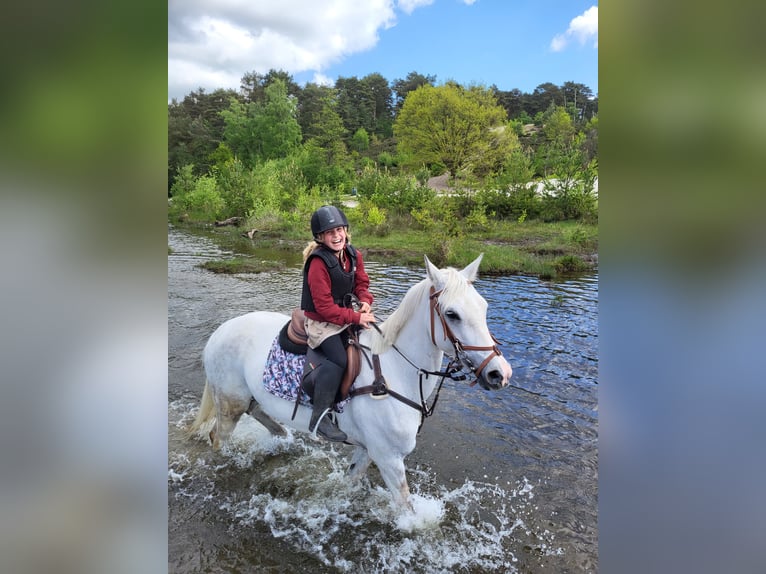 NRPS Mix Stallion 11 years 14,2 hh Grey in Heerlen