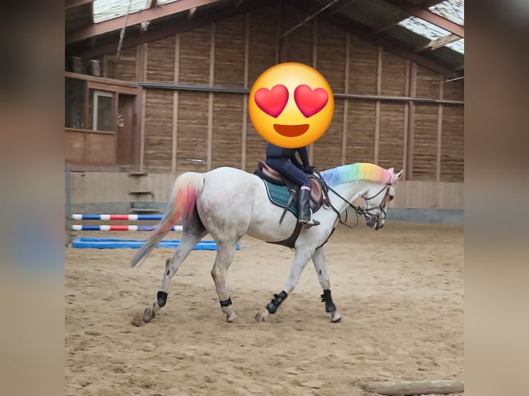 NRPS Mix Stallion 11 years 14,2 hh Grey in Heerlen