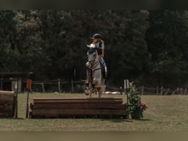 NRPS Mix Stallion 11 years 14,2 hh Grey in Heerlen
