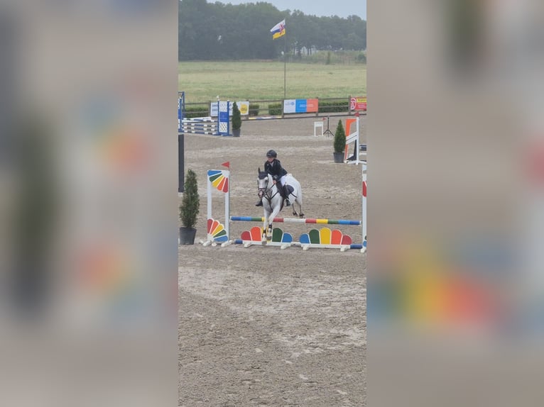 NRPS Mix Stallion 11 years 14,2 hh Grey in Heerlen