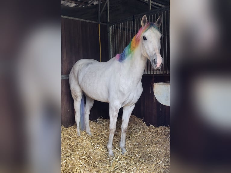 NRPS Mix Stallion 11 years 14,2 hh Grey in Heerlen