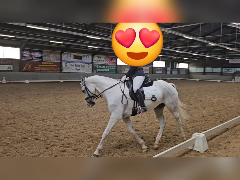 NRPS Mix Stallion 11 years 14,2 hh Grey in Heerlen