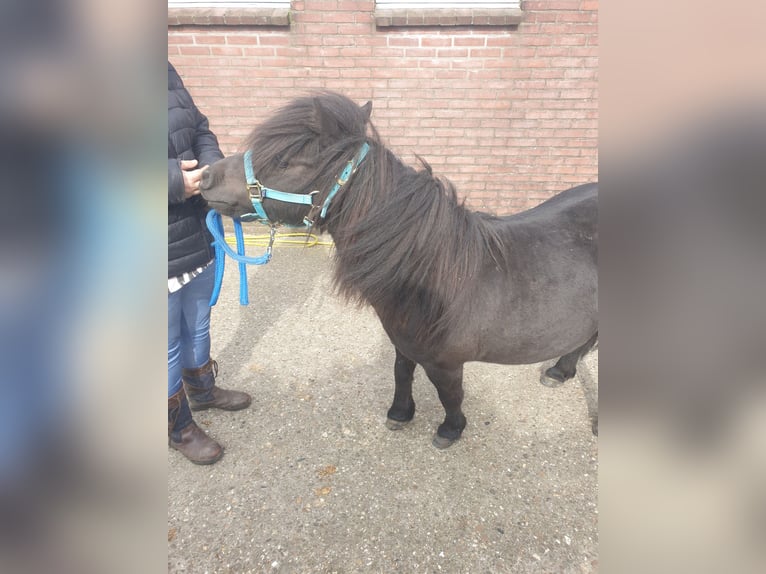 NRPS Stallion 11 years 9,1 hh Black in Uithuizermeeden
