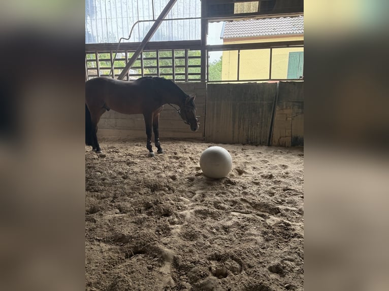 NRPS Stallion 16 years 17 hh Brown in Trier