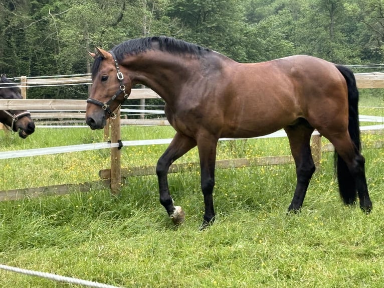 NRPS Stallion 16 years 17 hh Brown in Trier