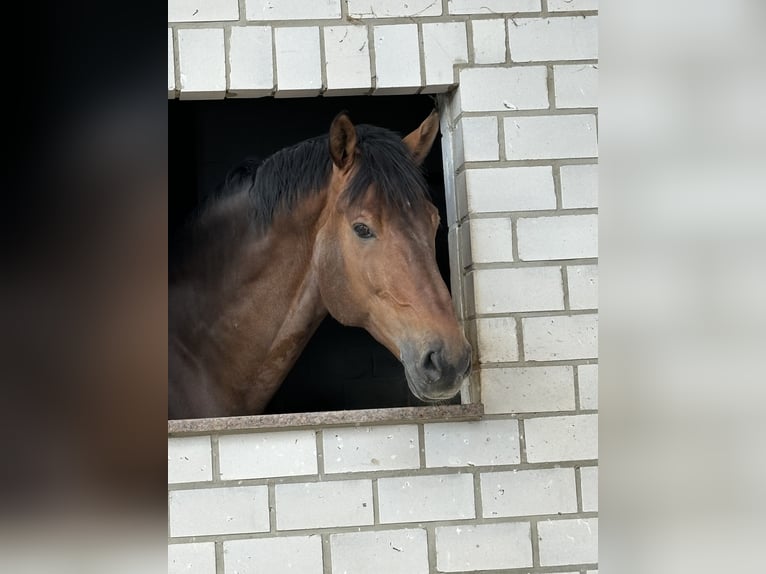 NRPS Stallion 16 years 17 hh Brown in Trier