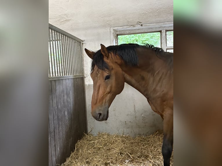 NRPS Stallion 16 years 17 hh Brown in Trier