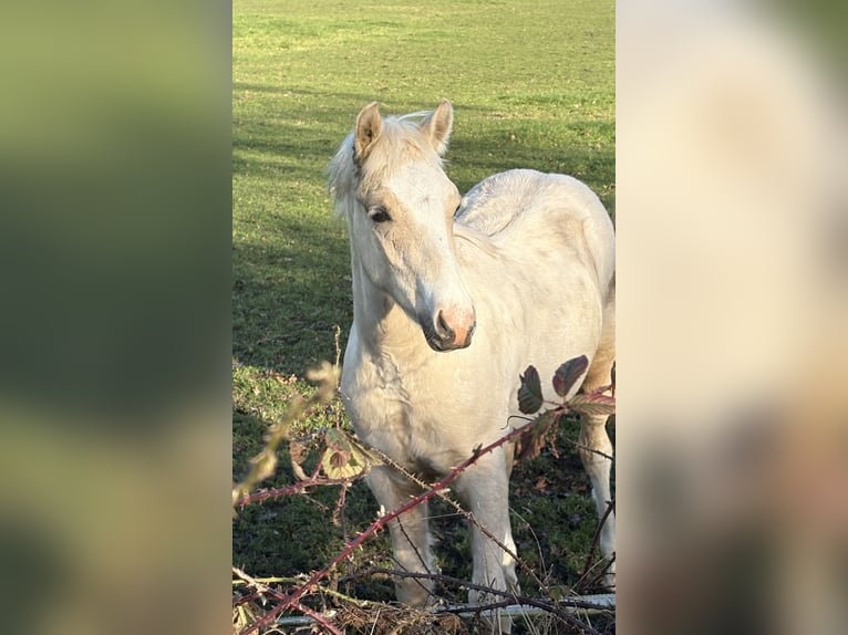 NRPS Stallion 1 year 13,1 hh Palomino in Halle
