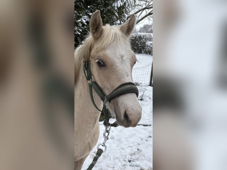 NRPS Stallion 1 year 13,1 hh Palomino in Halle