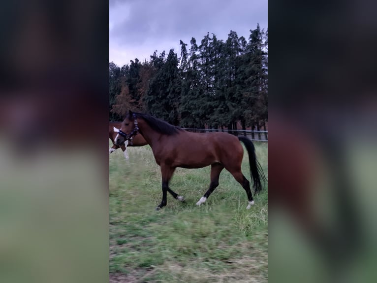 NRPS Stallion 1 year 14,2 hh Brown in Meerlo