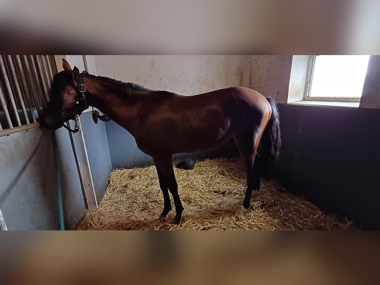 NRPS Stallion 1 year 14,2 hh Brown in Meerlo