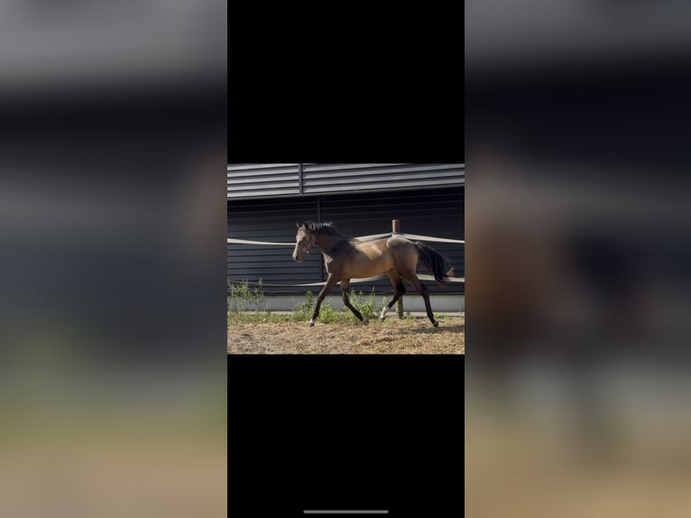 NRPS Stallion 1 year 14 hh Brown in Heemserveen