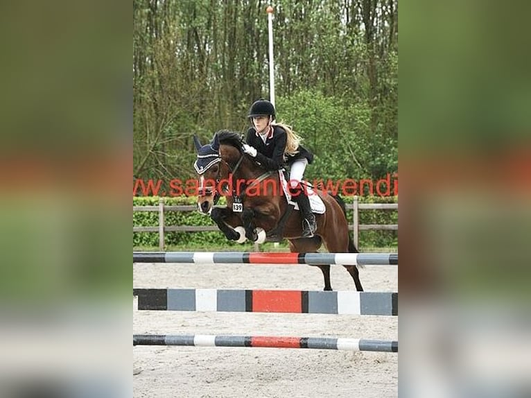 NRPS Mix Stallion 1 year 14 hh Palomino in Nistelrode