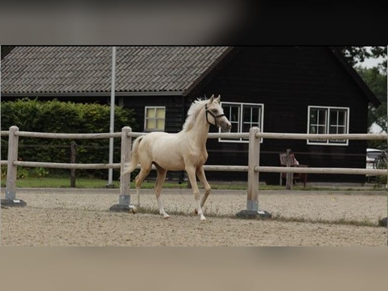 NRPS Stallion 1 year 14,2 hh Palomino in Arri&#xEB;n