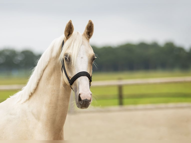 NRPS Stallion 1 year 14,2 hh Palomino in Arri&#xEB;n