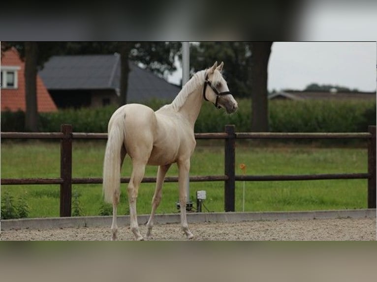 NRPS Stallion 1 year 14,2 hh Palomino in Arri&#xEB;n