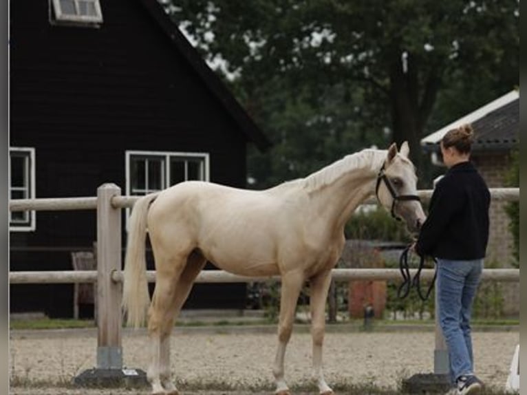 NRPS Stallion 1 year 14,2 hh Palomino in Arri&#xEB;n