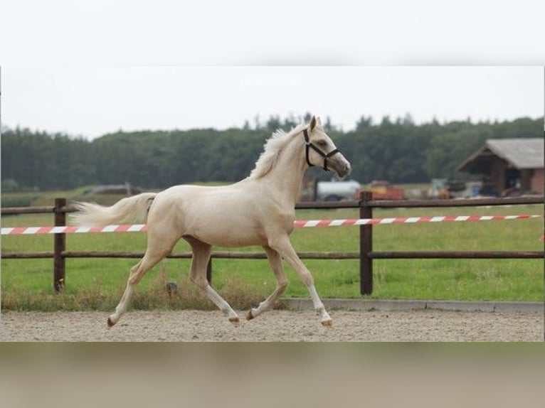 NRPS Stallion 1 year 14,2 hh Palomino in Arri&#xEB;n