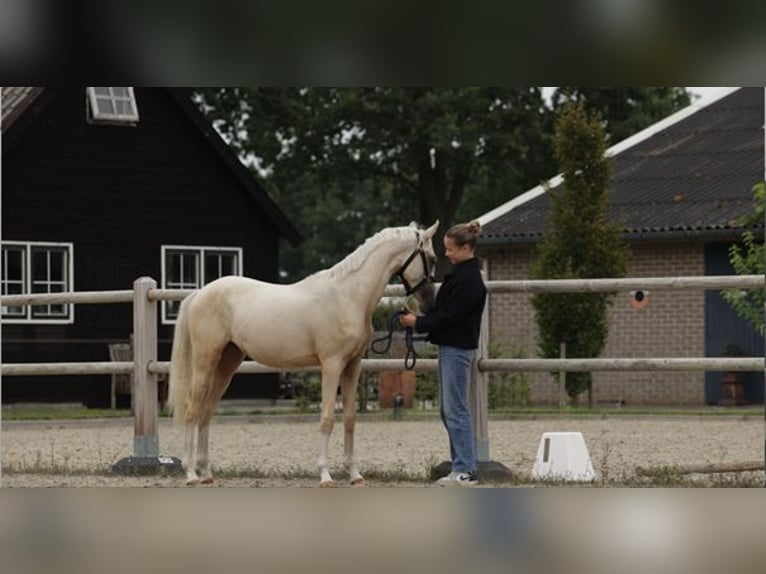NRPS Stallion 1 year 14,2 hh Palomino in Arri&#xEB;n