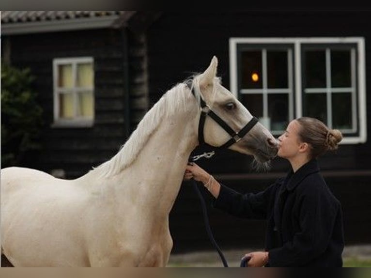 NRPS Stallion 1 year 14,2 hh Palomino in Arri&#xEB;n