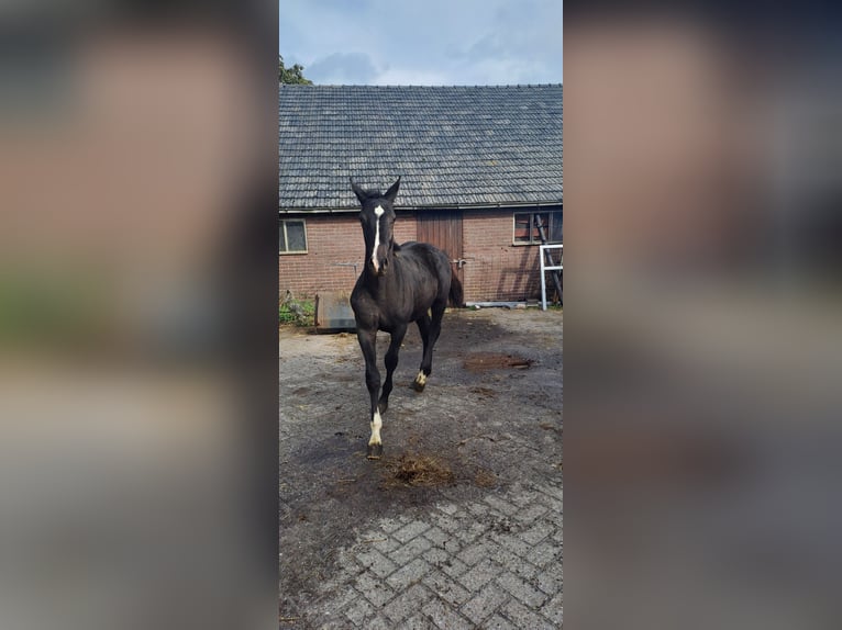 NRPS Stallion 1 year 15.1 hh Black in Coevorden