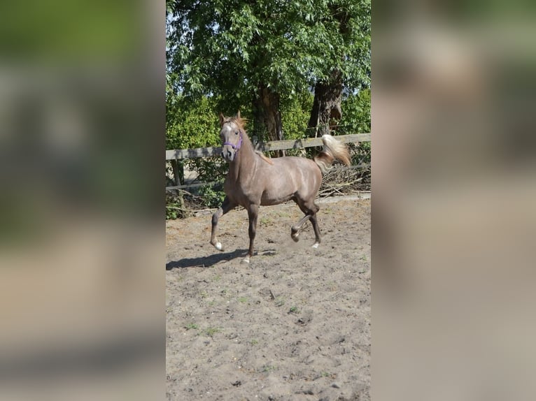 NRPS Stallion 1 year 15,2 hh White in Warder