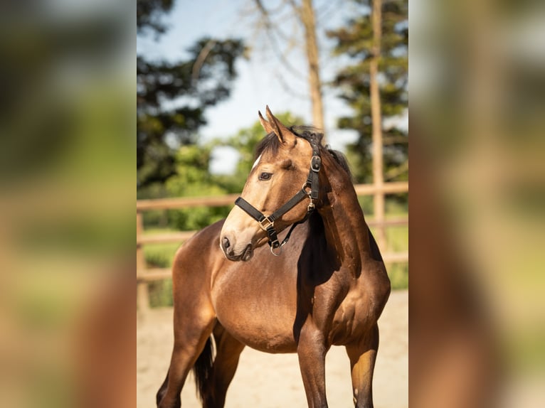 NRPS Stallion 1 year 16 hh in Tholen