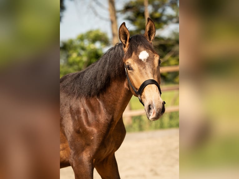 NRPS Stallion 1 year 16 hh in Tholen