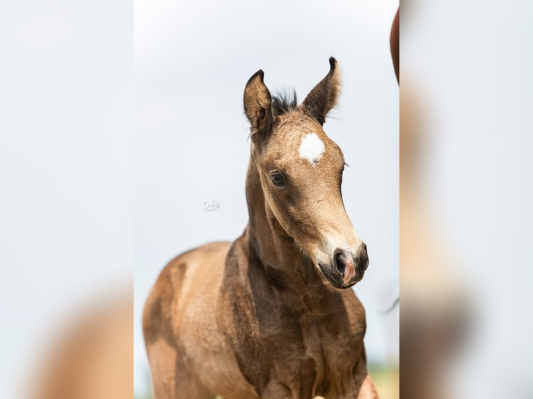 NRPS Stallion 1 year 16 hh in Tholen