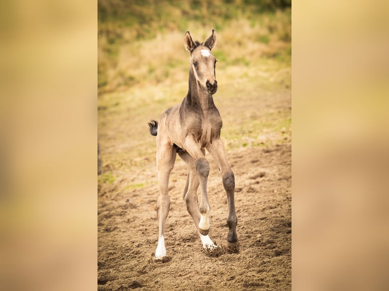 NRPS Stallion 1 year 16,1 hh Buckskin in Tholen