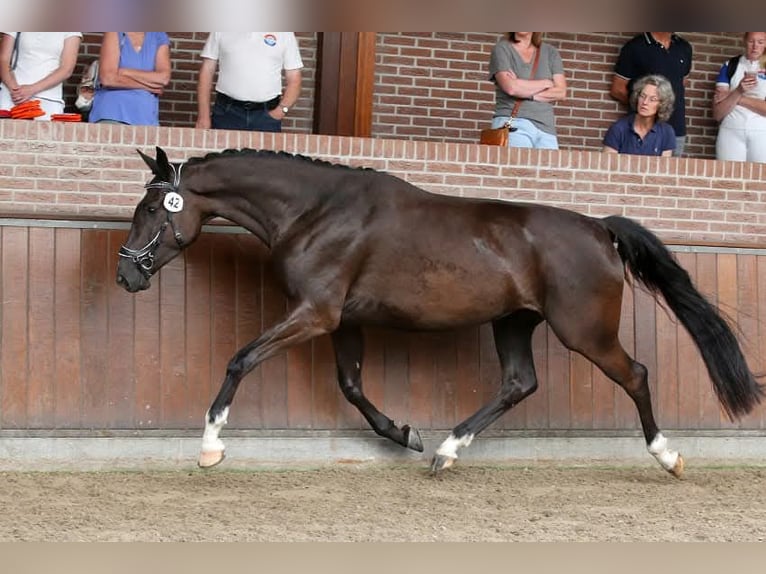 NRPS Stallion 1 year 16,1 hh Buckskin in Tholen