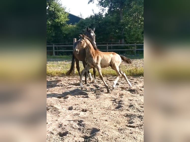NRPS Stallion 1 year 16,1 hh Buckskin in Tholen