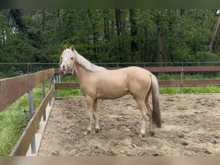 NRPS Mix Stallion 2 years 14 hh Palomino in Nistelrode