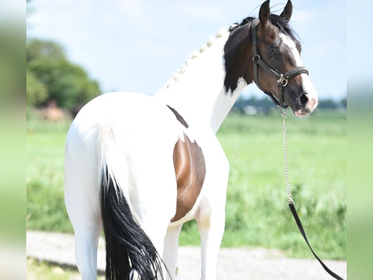 NRPS Stallion 2 years 15,3 hh Pinto in Vrouwenparochie