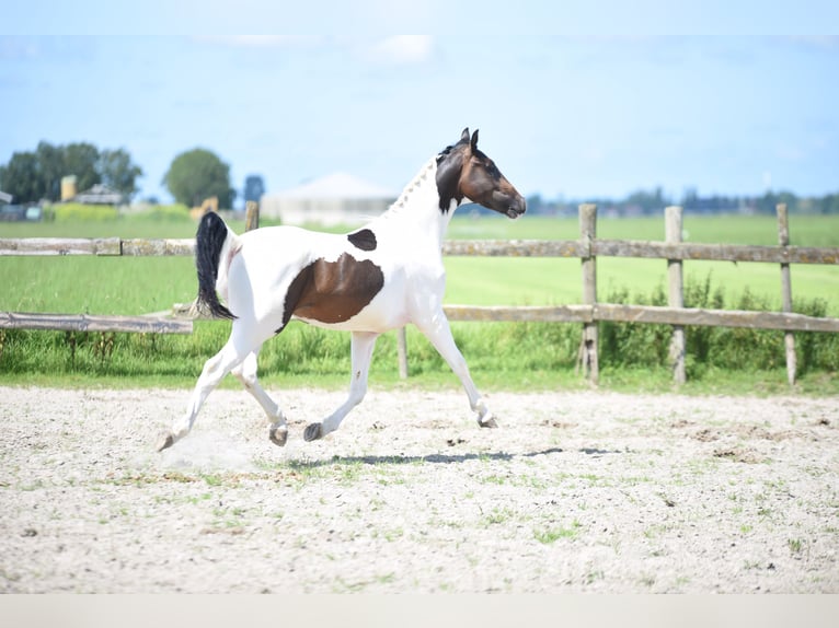 NRPS Stallion 2 years 15,3 hh Pinto in Vrouwenparochie