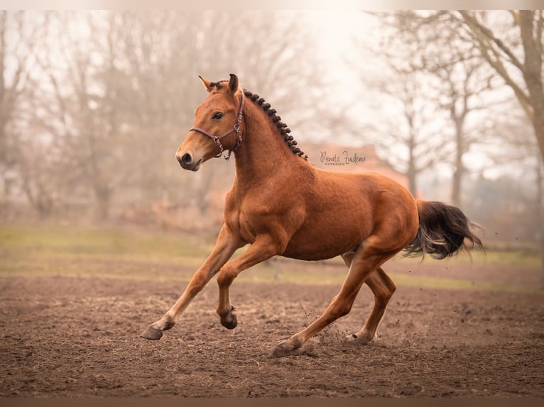 NRPS Stallion 2 years 15,2 hh Brown in Enschede