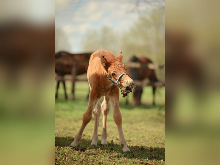 NRPS Stallion 2 years 15,2 hh Brown in Enschede