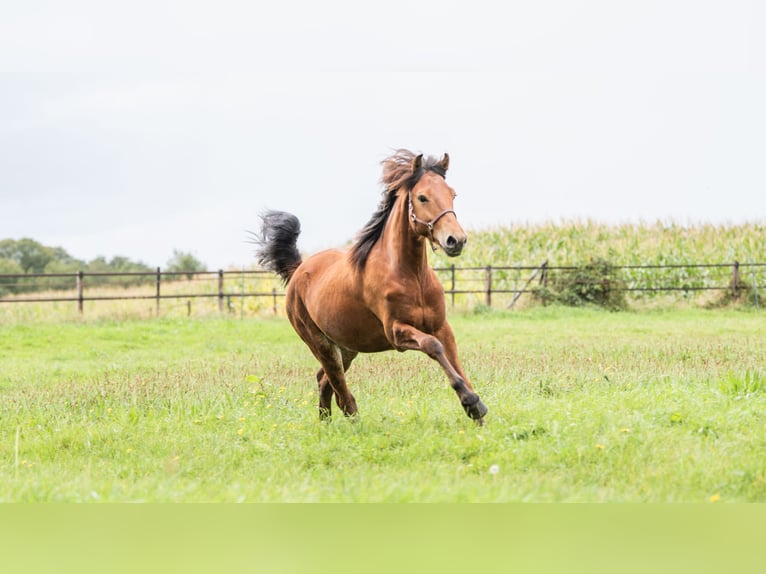 NRPS Stallion 2 years 15,2 hh Brown in Enschede