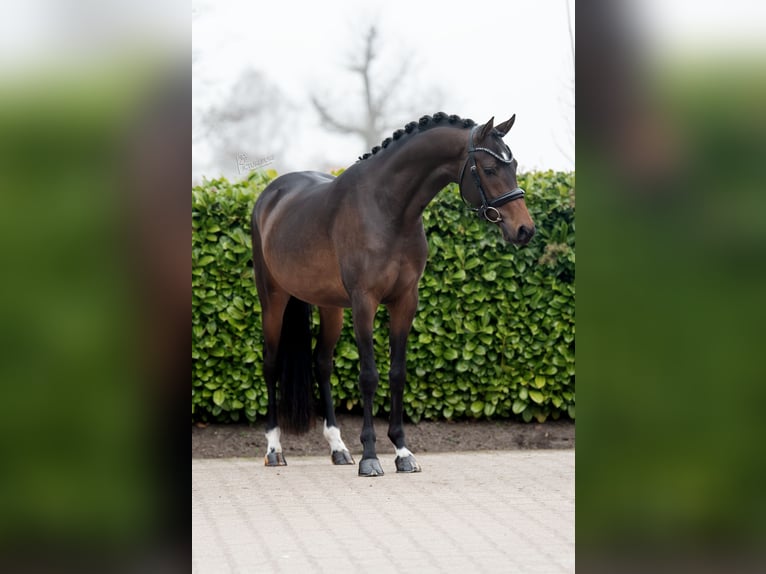 NRPS Stallion 3 years 14.1 hh Bay-Dark in Donkerbroek