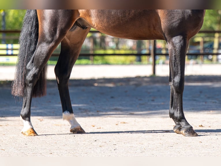 NRPS Stallion 3 years 14.1 hh Bay-Dark in Kaulille