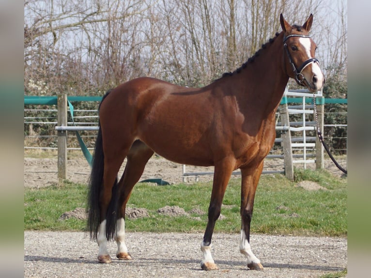 NRPS Stallion 3 years 14,1 hh Brown in Hellouw