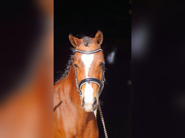 NRPS Stallion 3 years 14,1 hh Brown in Hellouw