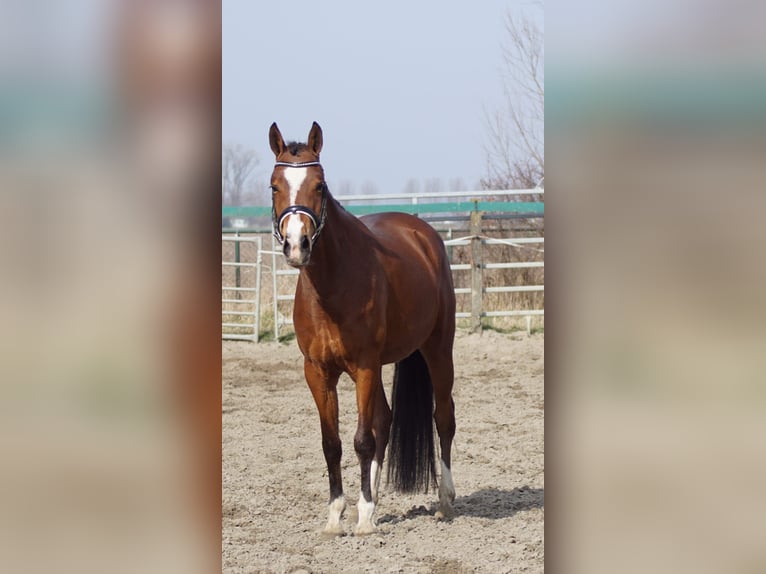 NRPS Stallion 3 years 14,1 hh Brown in Hellouw