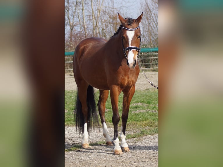 NRPS Stallion 3 years 14,1 hh Brown in Hellouw