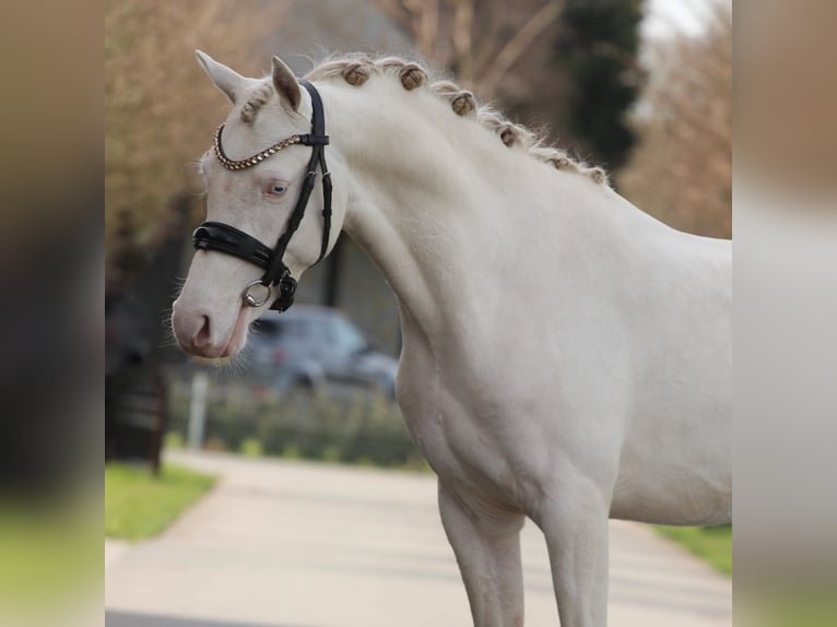 NRPS Stallion 3 years 14.1 hh Perlino in Heemskerk