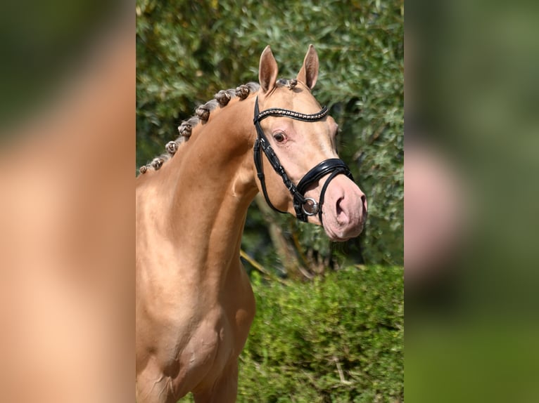 NRPS Stallion 3 years 14,1 hh Champagne in Oosterblokker