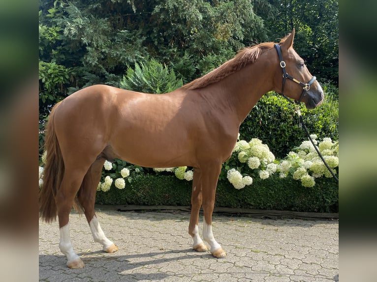 NRPS Stallion 3 years 14,1 hh Chestnut in Wipperf&#xFC;rthWipperf&#xFC;rth
