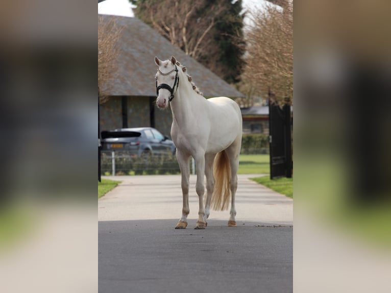 NRPS Stallion 3 years 14,1 hh Perlino in Heemskerk